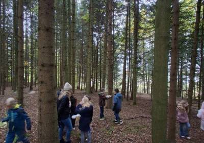 Wald2_original_copy_1