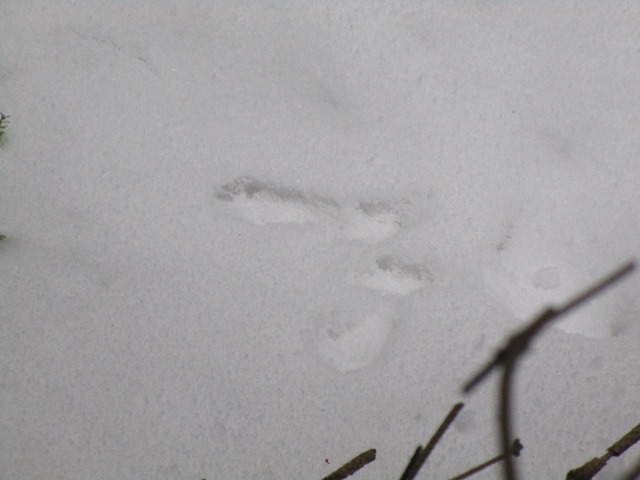 2019 01 25 HP GTS Foersteraktion 3