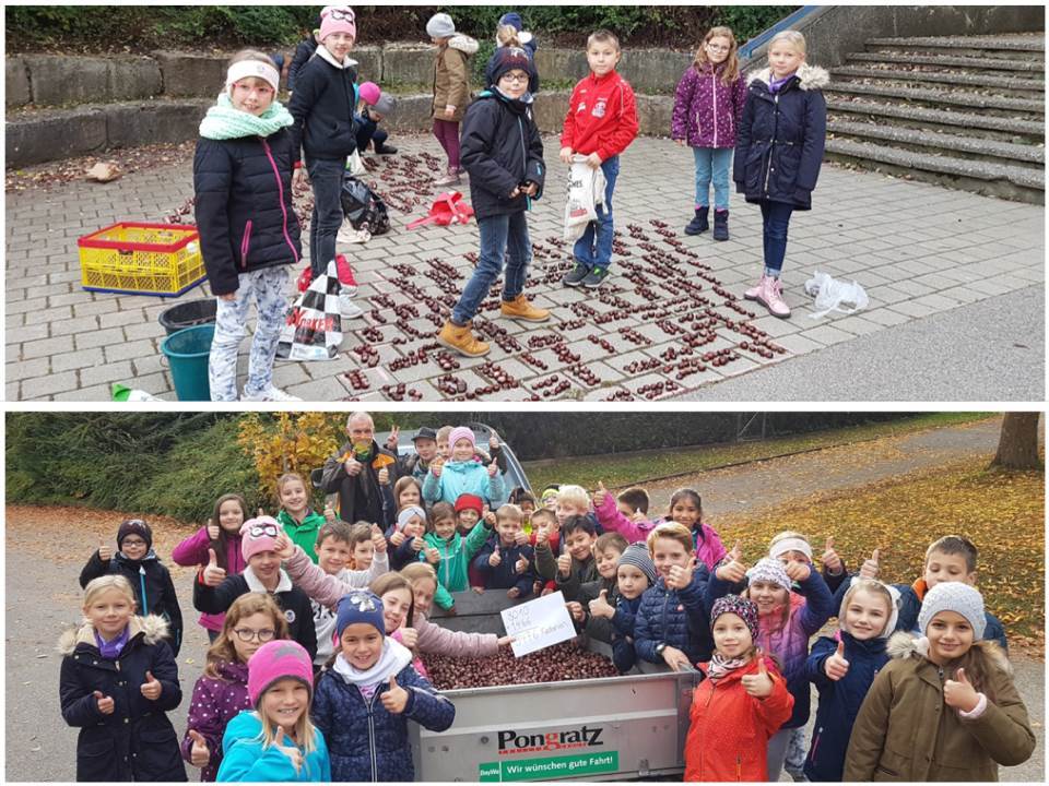 Kastaniensammelwettbewerb