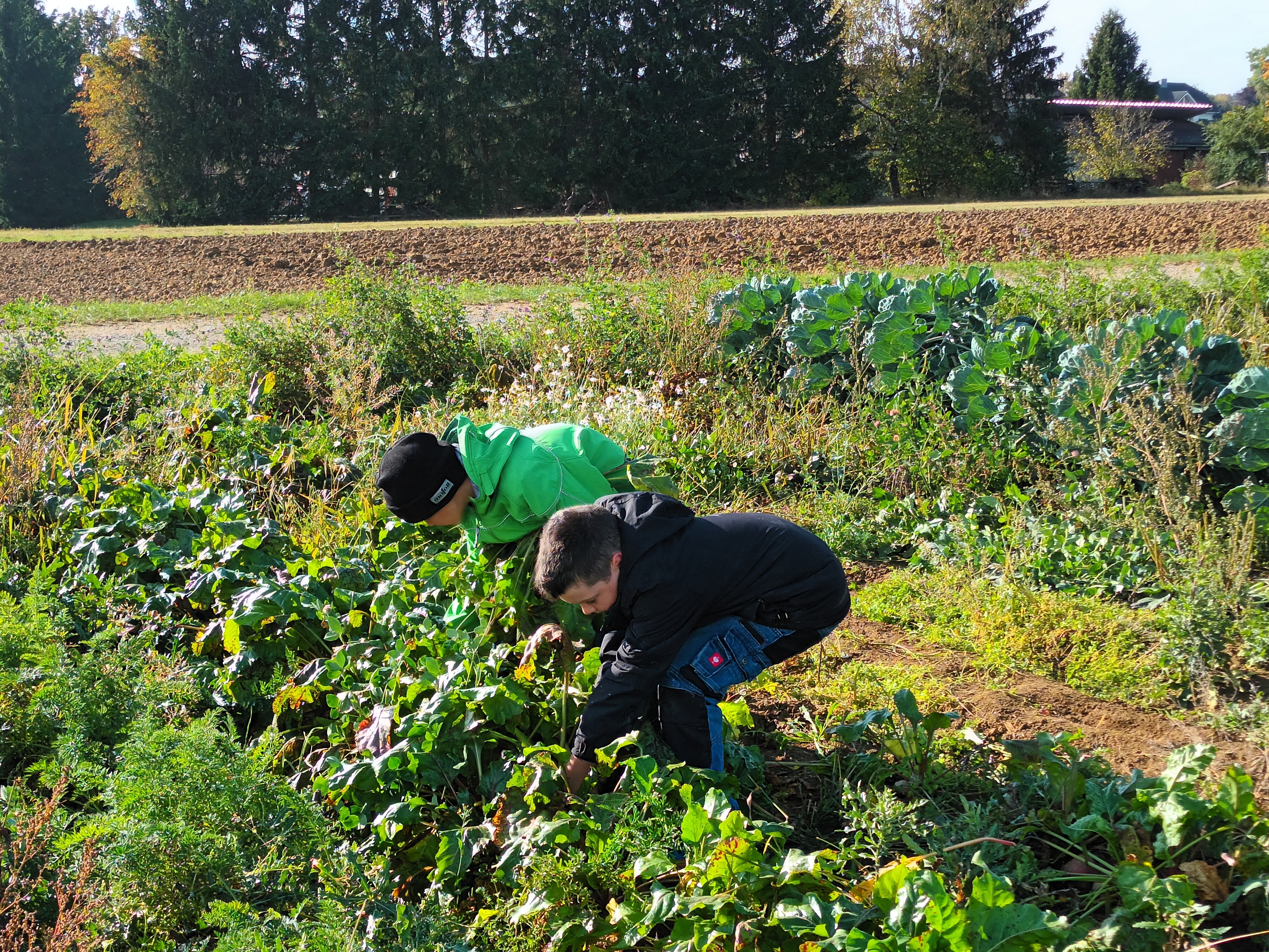 Ausflug auf den Gemüseacker
