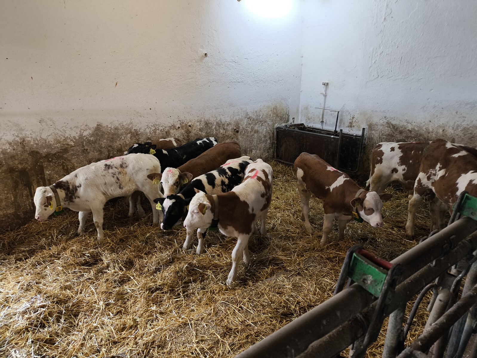 Bauernhofausflug der Klassen 1a und 1b