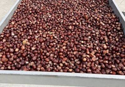 IMG_3908_original_copy_1