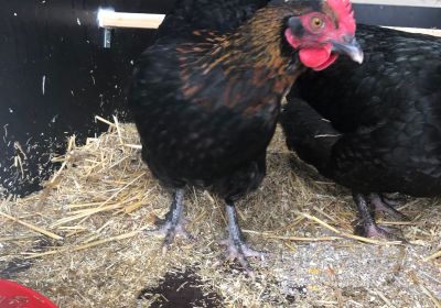 Frau Freitag, Paten: Freitags-Frühstück