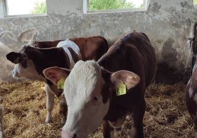 img_20240723_093156_original