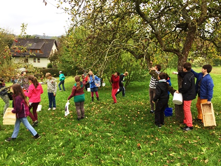 Apfelernte in Klasse 5 und 6