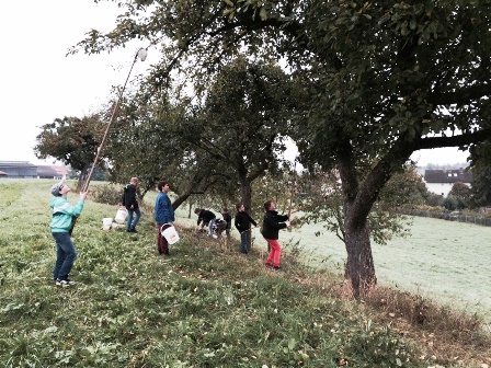 Die Klasse 6 auf Apfelernte in Dietingen-Böhringen