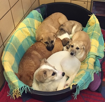 Die Klassen 5 und 6 übergeben 170€ an das Tierheim in Rottweil