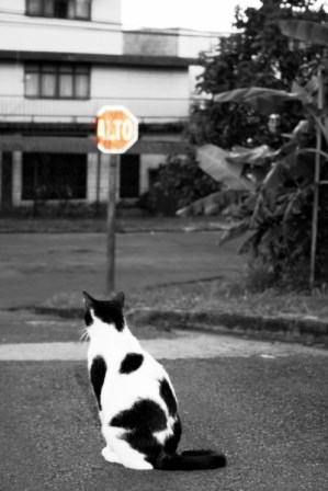 Kompetenz- und Alltagstraining - Wie uns die Weisheit einer Katze weiterbringt