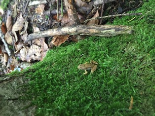 Drittklässler ökologisch mobil